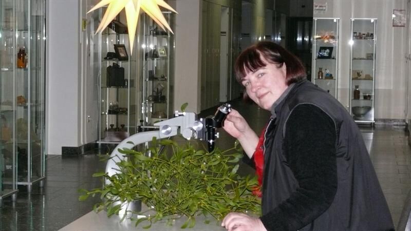 Petra Ding, TA, bei der mikroskopischen Untersuchung von Misteln.  (Bild: PB/Julius Kühn-Institut)