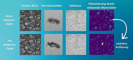 Die Mikrospiegeltechnologie des Fraunhofer IPMS ermöglicht schärfere Mikroskopbilder von biologischem Gewebe. Die Mikrospiegel lassen sich so einstellen, dass sie Licht mit hohem Kontrast durch streuende Materialien fokussieren. Dadurch können Strukturen in tieferen Gewebeschichten mit höherer Auflösung analysiert werden.(Bild:   Fraunhofer IPMS)