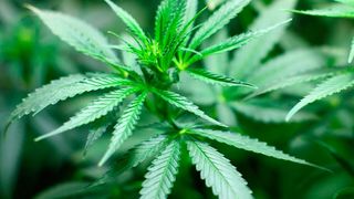 Die neu gegründete Semdor Pharma Gruppe wird zu einem der führenden Pharmaunternehmen für Betäubungsmittel und medizinischen Cannabis in Europa. (gemeinfrei)