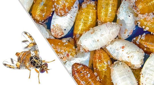 Die Mittelmeerfruchtfliege Ceratitis capitata und ihre weißen und braunen Puppen. (Bild:  Foto/Grafik: Roswitha A. Aumann und Marc F. Schetelig)
