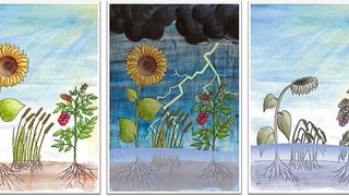 Wenn Pflanzen für längere Zeit überflutet werden, nehmen sie Schaden. Eine Würzburger Forschungsgruppe untersucht, was bei Überschwemmungen in den Pflanzenzellen passiert. (Dorothea Graus / Universität Würzburg)