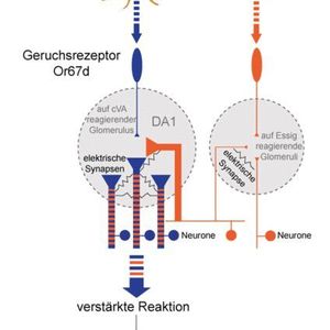 (modifiziert nach Das et al., PNAS 2017)