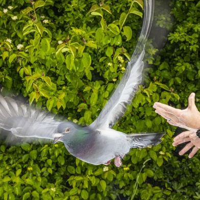 Eine Brieftaube wird von einem Wissenschaftler am Max-Planck-Institut für Verhaltensforschung freigelassen. (Bild: © Christian Ziegler/Max-Planck-Institut für Verhaltensbiologie)