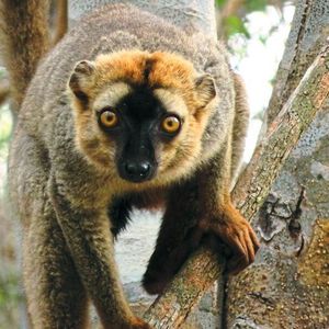 Ein männlicher Rotstirnmaki (Eulemur rufifrons) auf einem Baum in Madagaskar