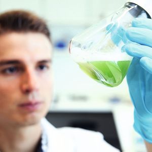 Der Krankheitserreger Pseudomonas aeruginosa bildet den grünen Farbstoff Pyocyanin, der als Virulenzfaktor an der Auslösung von Krankheitssymptomen beteiligt ist.
