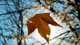 Ohne Peptidhormone kein raschelndes Laub im Hebst. (gemeinfrei)