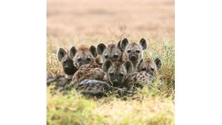 Epidemien wie die Hundestaupe sind extrem gefährlich für Hyänen, da sie sich nur langsam davon erholen. (Heribert Hofer)