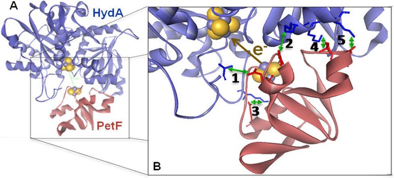 Wechselwirkung von Ferredoxin (PetF; blass-rotes Bändermodell) und Hydrogenase (HydA1; hellblaues Bändermodell) als Schlüsselschritt der bislang nur in Grünalgen gefundenen Kopplung von Photosynthese und Wasserstoffbildung.A: Voraussetzung für einen Elektronentransfer zwischen beiden Proteinen ist ein enger vorübergehender Kontakt über eine strukturell kompatible Oberfläche. B: Hierfür sind u.a. fünf Wechselwirkungen aufeinander ausgerichteter, entgegengesetzt geladener molekularer Gruppen verantwortlich (blaue Stabmodelle: positiv geladen; rote Stabmodelle: negativ geladen). Die reaktiven Eisen/Schwefel-Zentren beider Proteine sind als Kalotten-Modelle dargestellt.  (Bild: Ruhr-Universität Bochum)