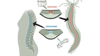 Der marine Ringwurm Platynereis besitzt einen Muskel (rot), der sich an derselben Stelle ausbildet und dieselbe genetische Signatur besitzt wie die Chorda (blau), aus der sich unsere Bandscheiben entwickeln. (Bild: Kalliopi Monoyios)