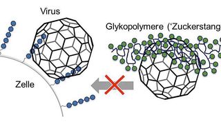 Die künstlich hergestellten Glykomimetika (grün) koppeln an die Bindestellen der Viren, mit denen diese normalerweise an Zucker (blau) auf der Zelloberfläche andocken. (Bild: Universität Düsseldorf)