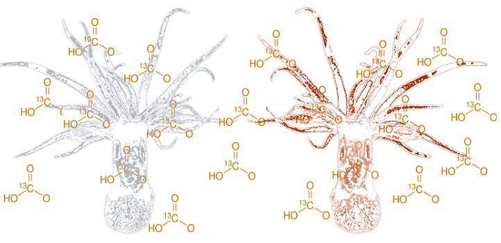 The gray animal (left) is in an aposymbiotic (bleached) state, while the brown animal is the symbiotic state.  (Kaust)