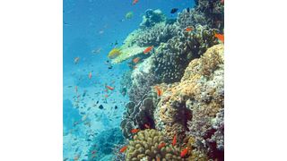 Fischreiches Korallenriff in einem Nationalpark vor Thailand  (Melanie Bon, Leibniz-Zentrum für Marine Tropenforschung)