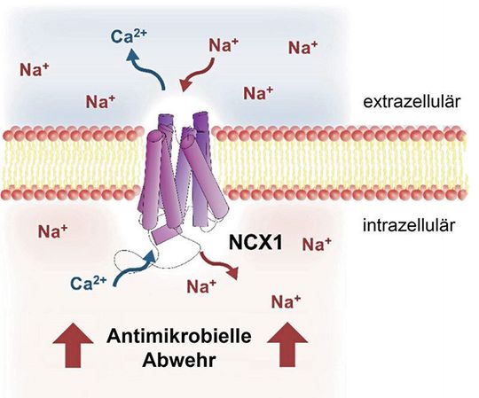 Natrium/Calcium-Austauscher 1 (NCX1) vermittelt Natrium-Einstrom in Makrophagen unter natriumreichen Bedingungen und steigert dadurch deren antimikrobielle Schlagkraft. Natrium/Calcium-Austauscher 1 (NCX1) vermittelt Natrium-Einstrom in Makrophagen unter natriumreichen Bedingungen und steigert dadurch deren antimikrobielle Schlagkraft.