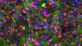 Angefärbte, gesunde Kiemenzellen von Regenbogenforellen: Zellkerne (blau), Membranen (grün), Mitochondrien (rot), Lysosome (pink). (Bild: Vivian Lu Tan, Eawag)