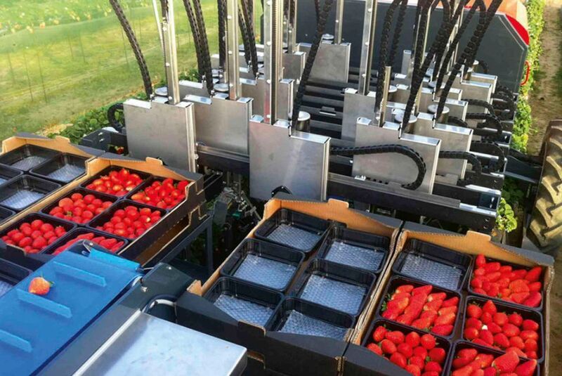 Das Förderband transportiert die automatisch geernteten Früchte vom Roboterarm zum Verpackungsbereich, wo sie von einem Erntemitarbeiter in handelsübliche Schalen sortiert werden. (Bild: Agrobot S.L./Clarification J.Nunheim)