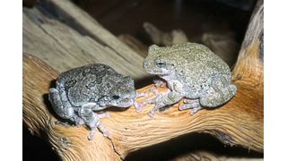 Zum Verwechseln ähnlich: Grauer Laubfrosch (Hyla versicolor; rechts) und sein aus Amerika stammender Verwandter Copes Grauer Laubfrosch (H. chrysoscelis), zwei Überträger des Chytridpilzes, äußerlich nicht zu unterscheiden. (James Harding)