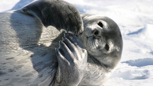 Was passiert durch die Meereisschmelze mit den Bewohnern des Weddellmeers (im Bild eine Weddellrobbe)?(Bild:  Joachim Plötz)