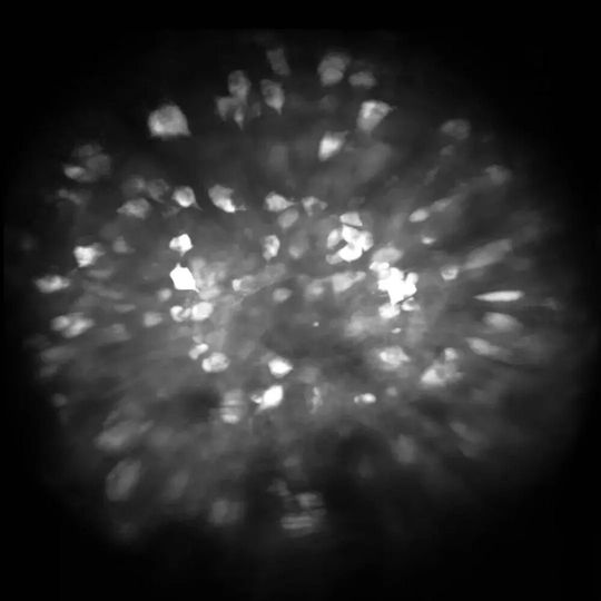 CSHL Associate Professor Saket Navlakha teamed with Salk Institute researcher Shyam Srinivasan and other investigators to study the neurons responsible for smell discrimination in fruit flies and mice. Above: a mouse brain imaged by Simon Daste and Alexander Fleischmann at Brown University. Neurons that respond to an odor are brightly lit. CSHL Associate Professor Saket Navlakha teamed with Salk Institute researcher Shyam Srinivasan and other investigators to study the neurons responsible for smell discrimination in fruit flies and mice. Above: a mouse brain imaged by Simon Daste and Alexander Fleischmann at Brown University. Neurons that respond to an odor are brightly lit.