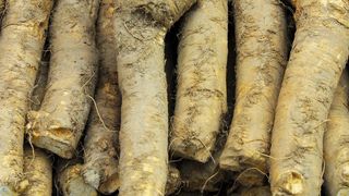 Kren (Meerrettich) schmeckt und ist nützlich: Seine „scharfen“ Enzyme finden Verwendung in der Diagnostik und in der Abwasserreinigung. (Bild: © H.D.Volz/pixelio.de)