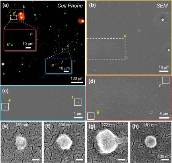 Abbildung eines einzelnen HCMV-Virus': a) via Smartphone-Mikroskop, b) bis h) sind Aufnahmen mit dem Elektronenmikroskop (Bild: UCLA)