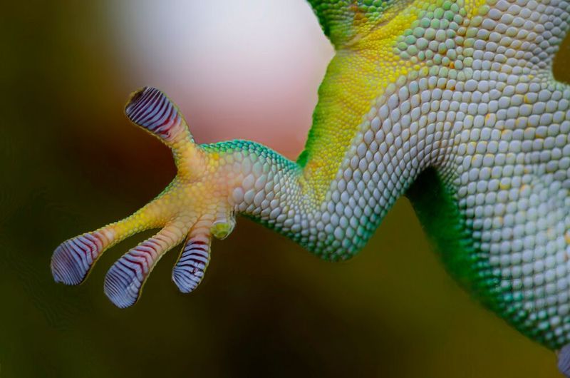 Die verzweigten Härchen des Geckos sind etwa Vorbild für verschiedene Produkte in der Verbindungstechnik. (Bild: gemeinfrei)