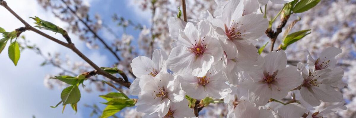 Kaizen ist ein japanisches Konzept, das zur Mitte des letzten Jahrhunderts im Land der Kirschblüten die Automobilindustrie massiv vorangebracht hat. (© takaxi - stock.adobe.com)