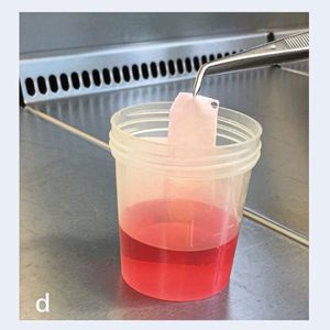 Das Knorpelimplantat wird im Reinraum der Universitäts-Kinderklinik verpackt.(Bild:  TERM / UKW)