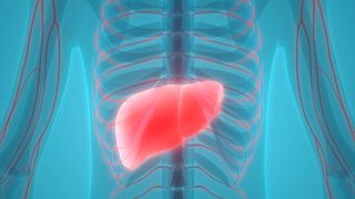 Mit Übergewicht einhergehende, epigenetische Veränderungen des DPP4-Gens können schon bei jungen Menschen den Leberstoffwechsel negativ beeinflussen – lange bevor es zu einer Leberverfettung kommt. (© magicmine - Fotolia.com)