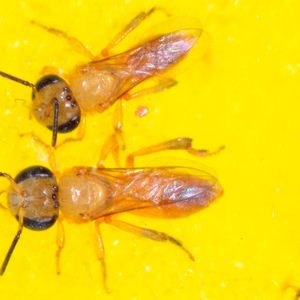 (Christoph Grüter, JGU)