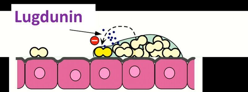 Schema zur Funktionsweise von „Lugdunin“: Auf den nasalen Epithelzellen (in Rosa) lebt natürlicherweise das Bakterium Staphylococcus lugdunensis (kleine weiße Doppelzellen), das den Infektionserreger Staphylococcus aureus (gelbe Doppelzellen) durch Bildung von „Lugdunin“ abtötet. (Prof. Dr. Andreas Peschel)