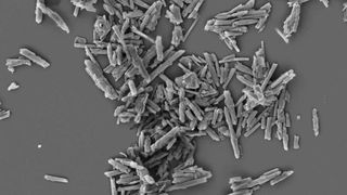 Rasterkraftmikroskopische Aufnahme von Halloysite-Nanoröhrchen, die als Füllstoffe die Temperaturbeständigkeit von Fluorkautschuken deutlich erhöhen.  (Bild:  M. Auf der Landwehr/IPF Dresden)