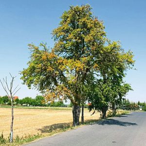 Trockenstress bei Hitze wird heimische Arten durch Klimawandel öfter treffen.