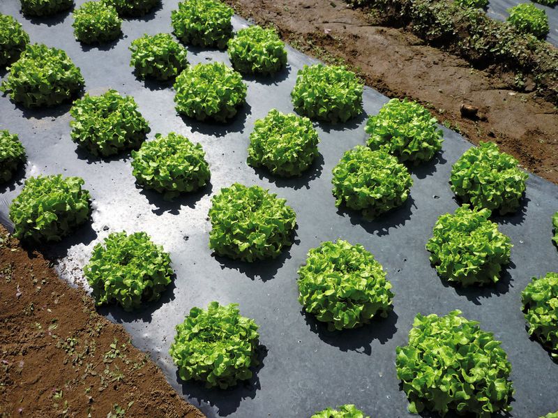 Mulchfolien aus bioabbaubaren Kunststoffen (hier PBAT/PLA-Compound) lassen sich unterpflügen und bauen mit der Zeit  an Ort und Stelle biologisch ab. (Bild: Basf SE)