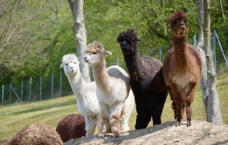 The alpacas held at the Max Planck Institute for Biophysical Chemistry roam freely over large meadows. Following very mild immunizations of two alpacas, the Göttingen researchers retrieved construction plans for the secondary nanobodies from a small blood sample. Using these plans, bacteria can be programmed to produce them in large-scale without further animal involvement.  (MPI for Biophysical Chemistry/ I. Böttcher-Gajewski )