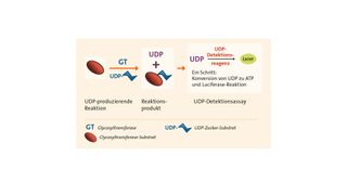 UDP-Glo Glycosyltransferase Assay-Prinzip (Bild: Promega)