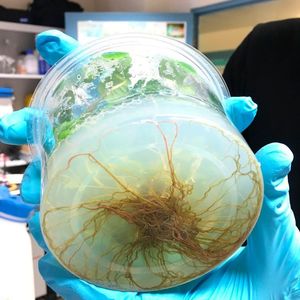 (EDEN ISS / DLR / CC BY 3.0)