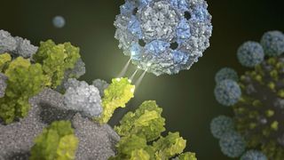 Phagenhülle dockt an und inhibiert das Influenza-Virus  (Bild: Barth van Rossum, FMP )