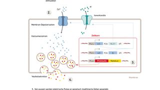 Schema des Vorgangs (Bild: Katja Schubert / nach Krawczyk K et al., Science 2020)