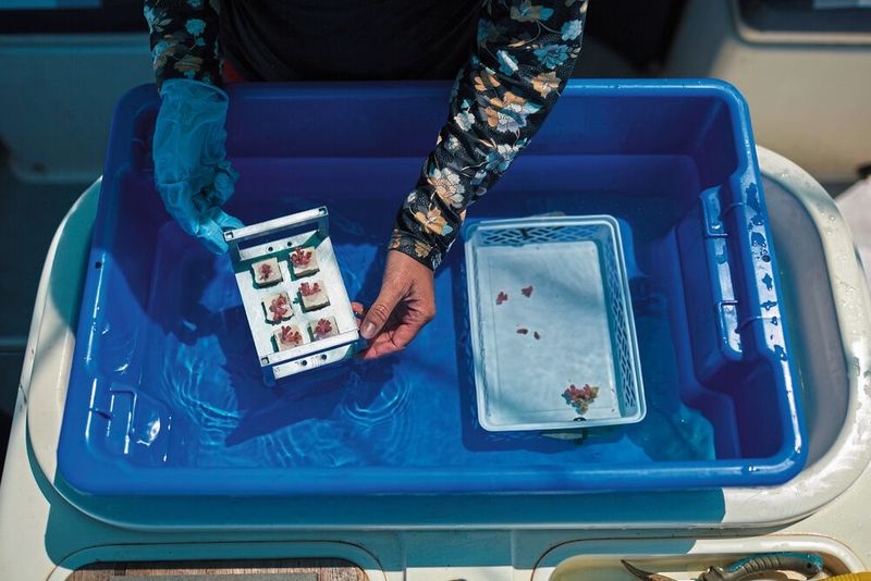 Coral Maker beschleunigt das Korallenwachstum, indem Korallenfragmente mit ihren vorgefertigten Skeletten in Riffe eingepflanzt werden.  (Bild: Tim Campbell Photo 2022)
