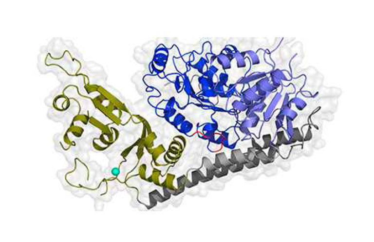 Kristallstruktur der humanen RecQ4 Helikase. Die Struktur von RecQ4 zeigt die zentralen Helikase-Domänen (blau), die über zwei Brücken-Helices (grau) mit einer neuartigen Zink-Bindedomäne (grün) verbunden sind. Das Zinkion ist türkis dargestellt. (Universität Würzburg )
