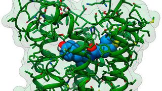 3D-Strukturenmodell des neuartigen Analgetikums PZM21 (blau mit rot und gelb) gebunden an den μ-Opioidrezeptor (grün), der für seine Wirkung verantwortlich ist. (Ausschnitt) (FAU/Jonas Kaindl)