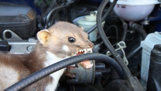 Marderbisse sind ärgerlich. Zwar wurden sie zuletzt seltener, dafür steigen die Reparaturkosten. (Bild: Hyundai)