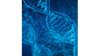 The BCL6 gene has been known to play a key role in the function of immune cells and the body’s inflammatory response.  (Source: Pixabay)