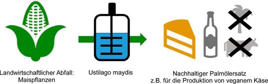 NextVegOil will aus Abfällen der Maisernte biotechnologisch mithilfe des Pilzes Ustilago maydis ein Pflanzenöl erzeugt werden, das in Zukunft Palmöl ersetzen kann. Dieses Öl kann dann beispielsweise zur Herstellung veganen Käses eingesetzt werden.(Bild:  RWTH Aachen / Kira Kaufmann, Marcel Mann, Jochen Büchs)
