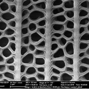 (KIT/Radwanul Hasan Siddique, Caltech)