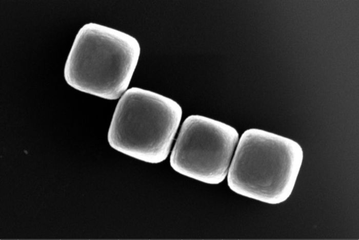 Mikro-Lego aus Glas   Ein Team der TU Delft erprobt neue Wege, synthetische Materialien herzustellen. Sie verfolgen den „Bottom Up“-Ansatz, also das Aufbauen von komplexeren Strukturen aus kleinen Bausteinen. Die Forscher haben gezeigt, dass sie die Form winziger Glaspartikel (Kolloide) nutzen können, um Bausteine für neue Materialien herzustellen – und zwar unabhängig von anderen Eigenschaften der kolloidalen Partikel. Das Bild zeigt vier kubische Glaspartikel mit rund einem Mikrometer Durchmesser.   Hier gehts zur Originalmeldung Wissenschaftsbild des Tages vom 2.6.2022 (TU Delft)
