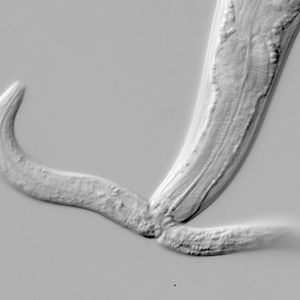 Der Fadenwurm Pristionchus pacificus mit schmalem Mund. Der Wurm kann damit vor allem Bakterien abgrasen.