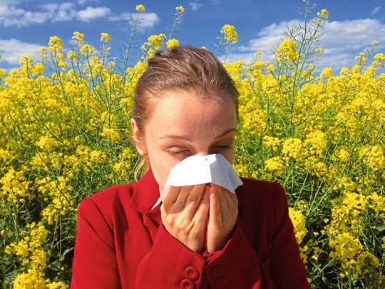 Nicht nur bei Allergikern, sondern auch bei einer Untergruppe von Nichtallergikern treten im Frühjahr Symptome in der Nase auf, die auf den Kontakt mit Pollen zurückzuführen sind. Nicht nur bei Allergikern, sondern auch bei einer Untergruppe von Nichtallergikern treten im Frühjahr Symptome in der Nase auf, die auf den Kontakt mit Pollen zurückzuführen sind.