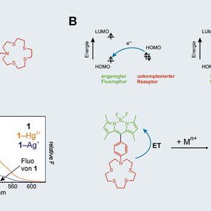 Abb.1: A: Molekularer Aufbau von 1 mit „virtuell“ entkoppelten (~ 90°) F- und R-Einheiten.
B: Löschmechanismus über ET-Prozess. Da solche Elektronentransferprozesse von der Entfernung zwischen Elektronendonator- (hier: R) und -akzeptoreinheit (hier: F) abhängig sind
und die Effizienz mit zunehmender Distanz abnimmt, erlaubt die Entkopplung über nur eine
Einfachbindung (schwarz) in 1 eine sehr starke Fluoreszenzverstärkung.
C: Relative Absorptions- und Fluoreszenzspektren von 1 und den Hg2+- und Ag+-Komplexen.
Durch die „virtuelle“ Entkopplung hat die Komplexierung von R nur einen vernachlässigbaren Einfluss auf die Bandenlage und -form der Spektren von F. Das Flächenintegral der Emissionsspektren, das den Fluoreszenzquantenausbeuten der Spezies entspricht, verdeutlicht
den Einfluss der Ladungsdichte des Ions – divalentes Hg2+ gegenüber monovalentem Ag+ – auf die Unterdrückung des ET-Prozesses und damit das Anschalten der Fluoreszenz.