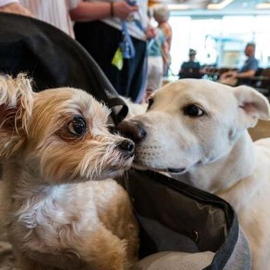 Big dogs tend to age faster than small dogs. Now, we know why. A new study led by researchers at Arizona State University offers the first compelling molecular explanation of why large dogs live shorter lives: the answer may lie in how hallmarks of aging reshape dog DNA. 
 (Source: Charlie Leight, Arizona State University)